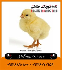 جوجه یک روزه گوشتی